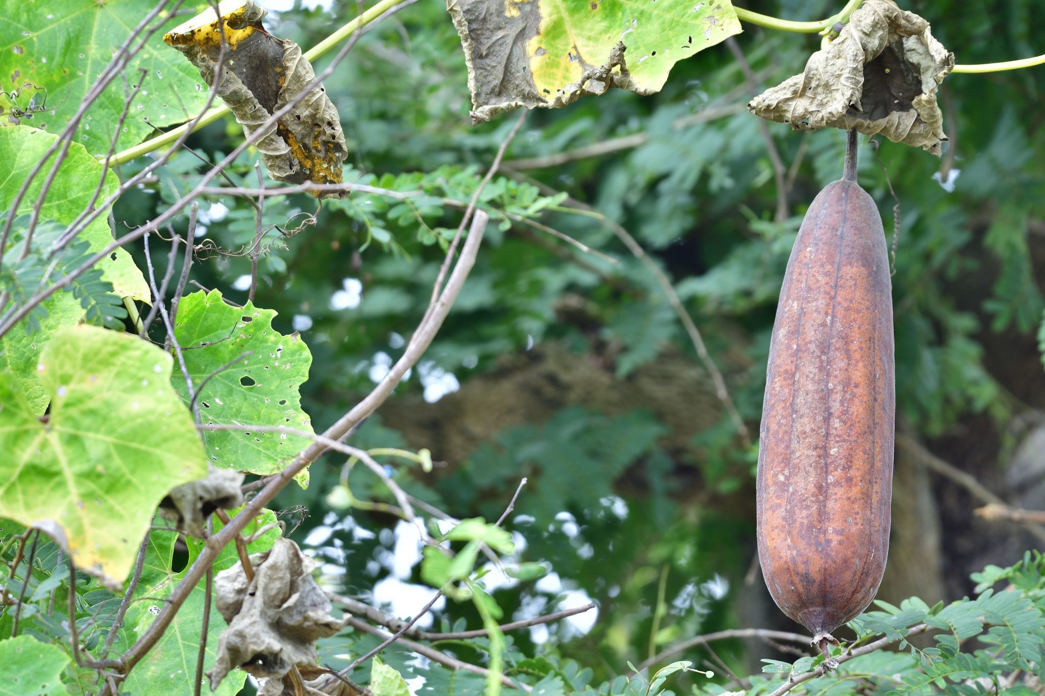 natural-loofah-what-you-need-to-know-tamrhenna