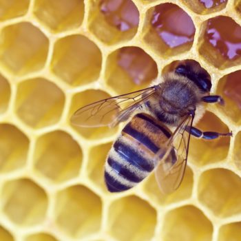 شمع العسل: مركب طبيعي متعدد الفوائد