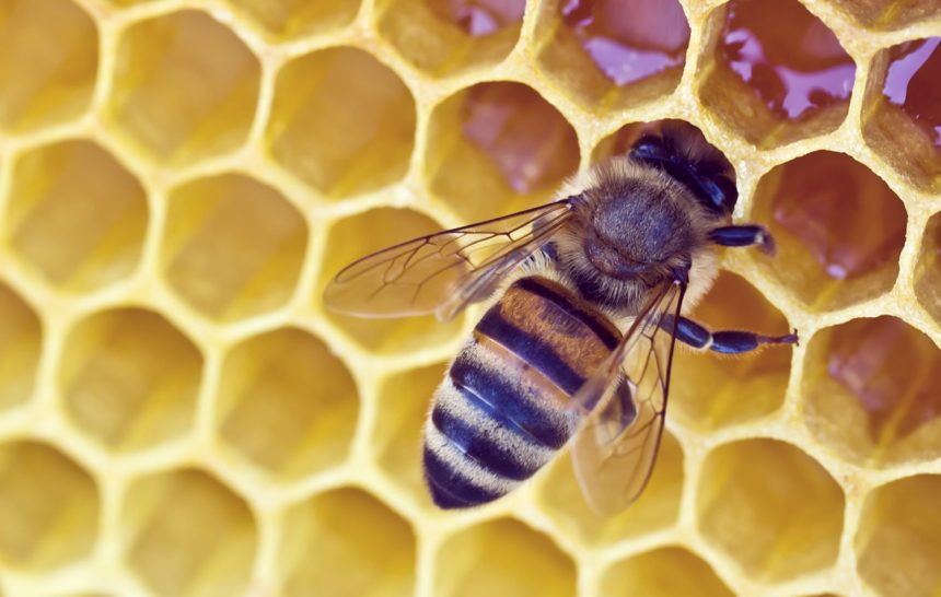 Beeswax: A Natural Compound with Multiple Benefits