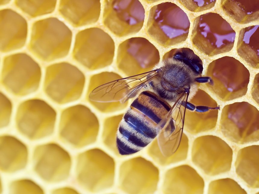 Beeswax: A Natural Compound with Multiple Benefits