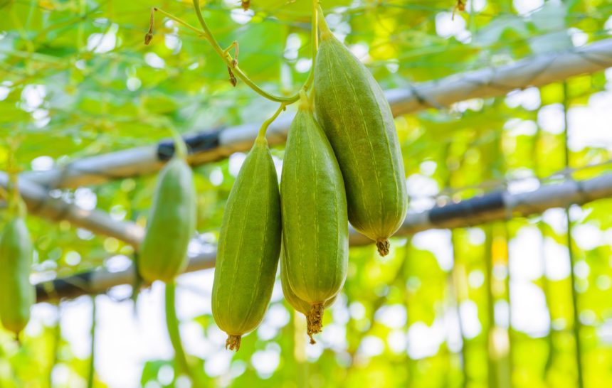 كل ما تحتاجين إلى معرفته حول اللوف الطبيعي