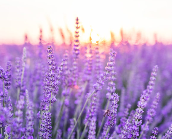 Lavender: Symbol of Purity, Solitude, Elegance & Serenity