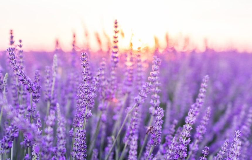 shutterstock_1725837757 Lavender: Symbol of Purity, Solitude, Elegance & Serenity