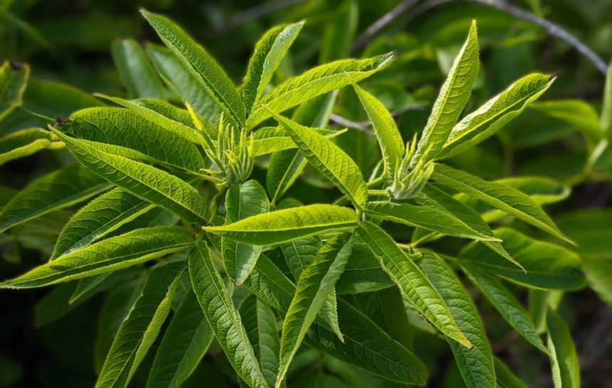 Verbena essential oil